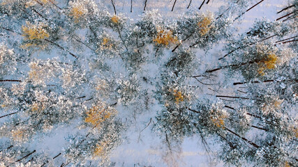 A high angle shot of trees covered with snow in the winter. High quality photo