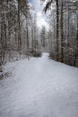 Snow covered road leads into forest in wintere