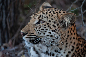 A wild Leopard seen on a safari in South Africa
