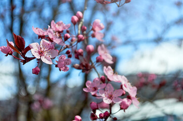 A close up of beautiful pink cherry blossom flowers. Cherry blossom tree branches on spring day in El Bolson, Rio Negro, Argentina