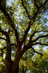 Savannah, Georgia, oak tree and Spanish moss
