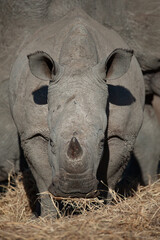 Obraz premium A Young White Rhino seen on a safari in South Africa