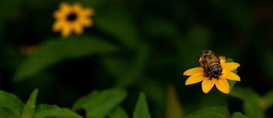 Bee on Small Yellow Flower with Copy Space