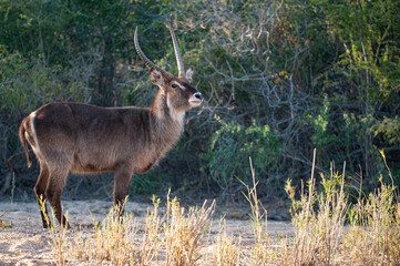 A Male Waterbuck seen on a safari in South Africa