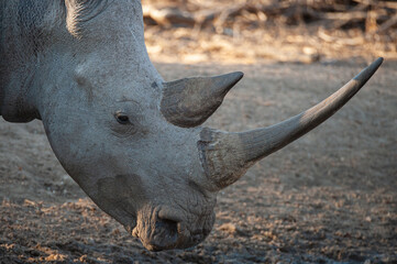 Close up of a White Rhino seen on a safari in South Africa