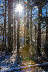 Sun creates starburst through trees covered in snow