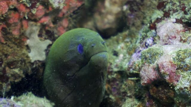A captivating close up of a fat green moray eel protruding from a colorful crusted coral reef in bright underwater sunshine - Kuta, Indonesia