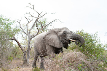 Fototapeta premium An African Elephant seen on a safari in South Africa