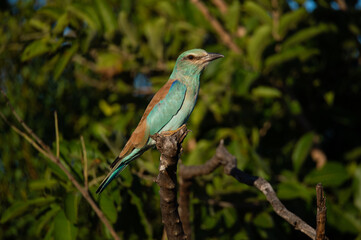 A European Roller seen on a safari in South Africa