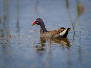 The common moorhen， a black and brown bird with a red and yellow beak