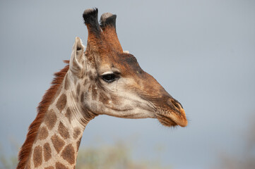 Naklejka na ściany i meble Southern Giraffe seen on a safari in South Africa