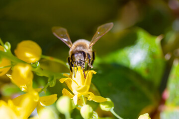 eine Honigbiene sammelt an einer Blume (Mahonie) Honig