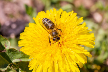 eine Honigbiene sammelt an einer Blume (Löwenzahn) Honig