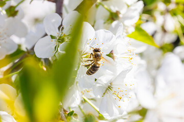 eine Honigbiene sammelt an weiße Kirschblüten Honig