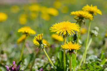 Gewöhnliche Löwenzahn blüht auf einer schönen grünen Wiese im Frühling