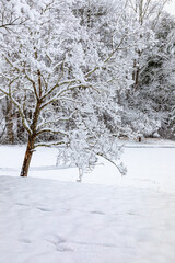 Fototapeta na wymiar Tree covered with wet snow in winter.