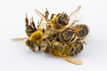 viele tote Bienen vor weißem Hintergrund, Nahaufnahme