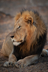 A Male Lion seen on a safari in Kruger National Park in South Africa