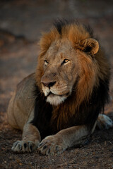 Fototapeta na wymiar A Male Lion seen on a safari in Kruger National Park in South Africa