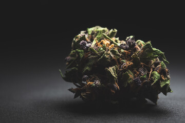 Purple Haze Cannabis Marijuana Dry Buds