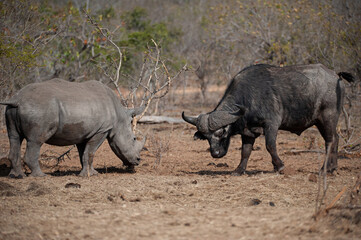 White Rhino and Cape Buffalo seen on a safari in South Africa