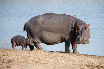 A Female Hippo and her small calf seen on a safari in South Africa