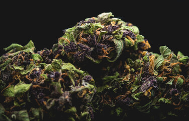 Purple Haze Cannabis Marijuana Dry Buds