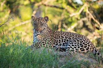 A wild Leopard seen on a safari in South Africa