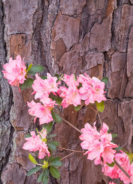 USA, Georgia, Callaway Gardens Springtime