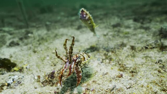 Two cuttlefish with waving tentacles back quickly away from camera - Kuta, Indonesia