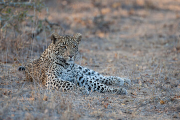 A wild Leopard seen on a safari in South Africa