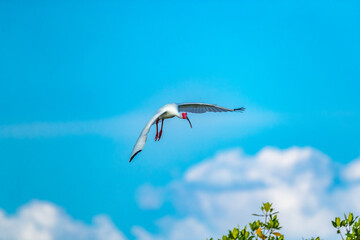 White ibis flying high in the sky surrounded by blue sky and white fluffy clouds