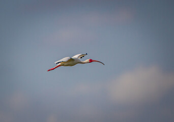 White ibis in bright red breeding colors flies overhead on Merritt Island