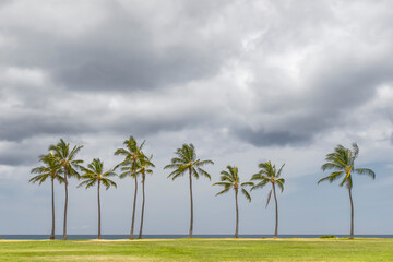 Palm trees along coast, Maui, Hawaii.