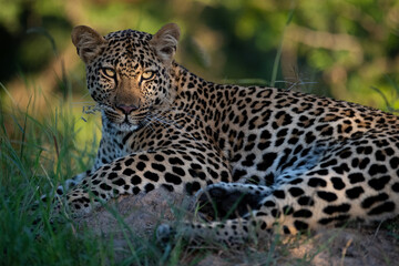 Fototapeta na wymiar A wild Leopard seen on a safari in South Africa