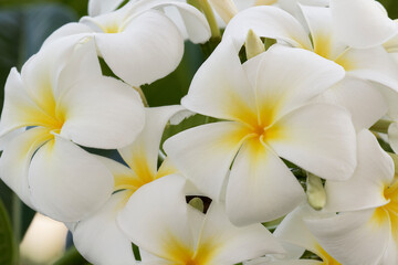 Fototapeta na wymiar Plumeria a genus of flowering plants in the dogbane family, Apocynaceae, Maui, Hawaii.