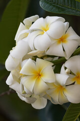 Naklejka na ściany i meble Plumeria a genus of flowering plants in the dogbane family, Apocynaceae, Maui, Hawaii.