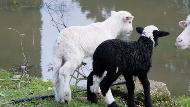 Closeup shot of two cute lambs greeting their sheep mother (ewe) next to waterhole in Sardinia, Italy