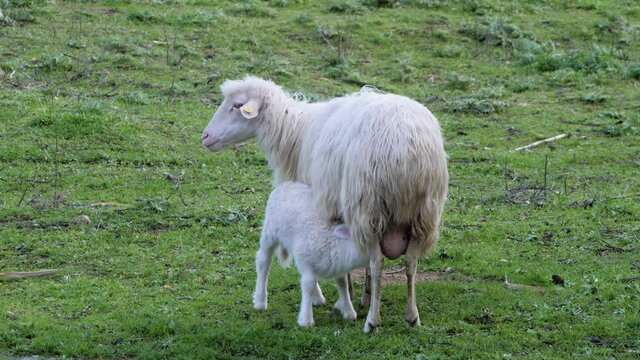 Slow motion shot of hungry white lamb drinking milk from its sheep mother (ewe) in Sardinia, Italy