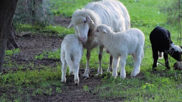 Slow motion shot of mother sheep (ewe) feeding lamb with two other lambs next to her in Sardinia, Italy