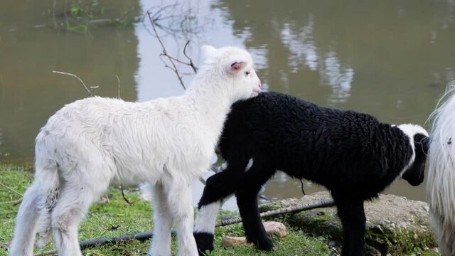 Slow motion closeup shot of two cute lambs greeting their sheep mother (ewe) next to waterhole in Sardinia, Italy