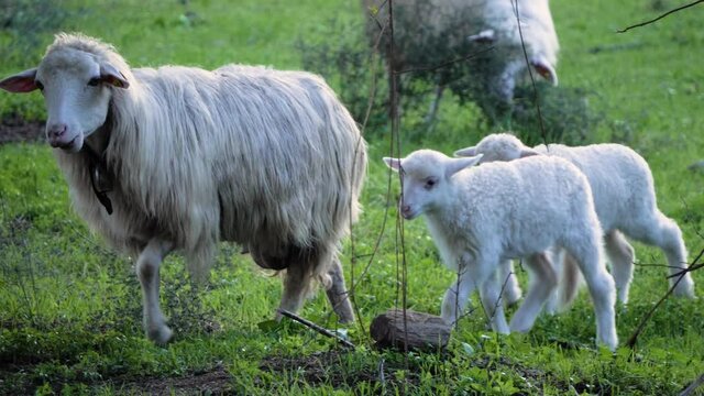Slow motion shot of chewing sheep walking followed by three cute lambs in Sardinia, Italy