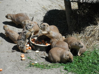The black-tailed prairie dog Cynomys ludovicianus rodent of the family Sciuridae found in the Great...