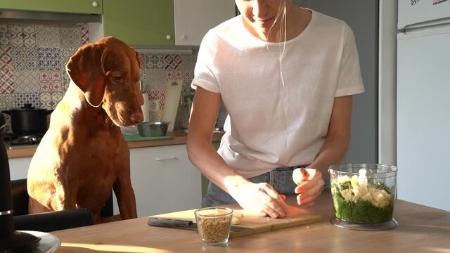 Woman cuts parmesan cheese with knife on board to make pesto sauce, cook in kitchen at home, lovely Vizsla dog watching and begging food. Love pets concept. 