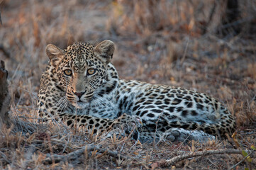 A wild Leopard seen on a safari in South Africa