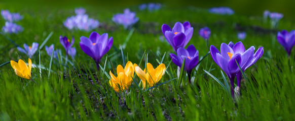 Beautiful Crocus Flowers in spring meadow
