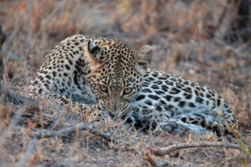 A Young male Leopard seen on a safari in South Africa