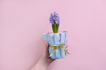 Woman hand holding spring flowers hyacinth in pot with gift wrap on a pink background. Copy space