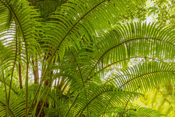 Upward view of palm fronds, Kula Botanical Gardens, Kula, Maui, Hawaii.