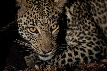 A wild Leopard seen on a safari in South Africa